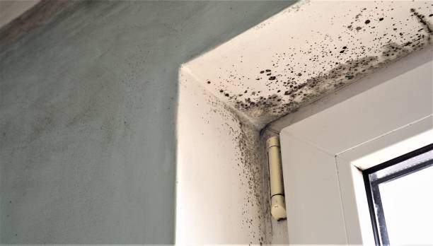 Biohazard Mold Removal in Baxter Estates, NY