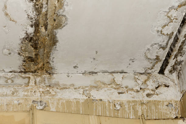 Best Residential Mold Inspection & Testing  in Baxter Estates, NY